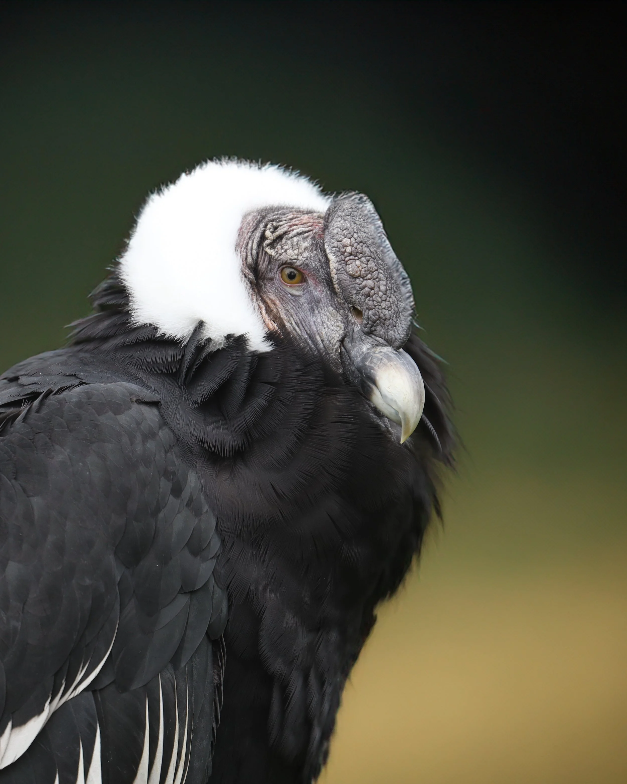 Wildlife photography