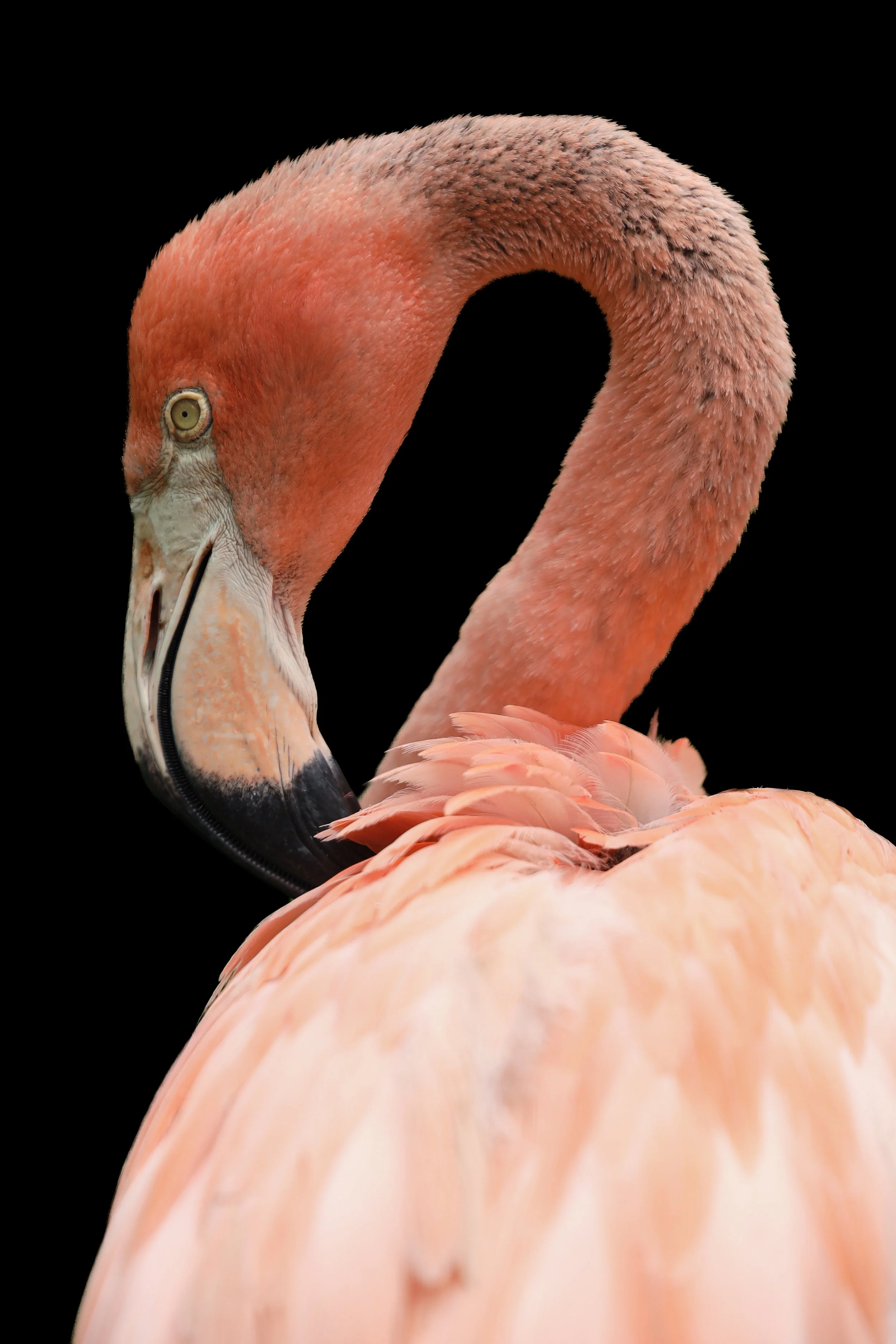 Wildlife photography