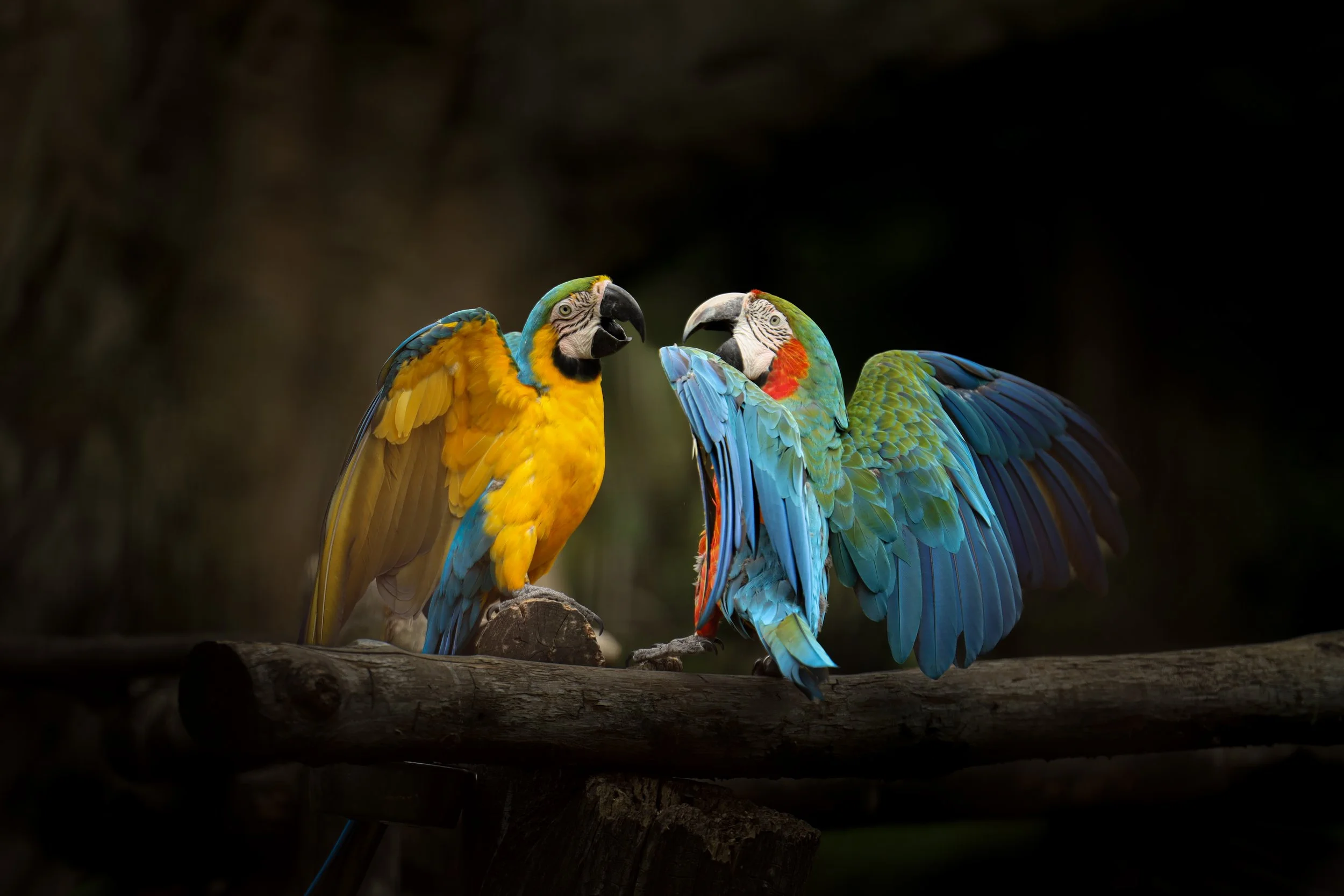 Wildlife photography