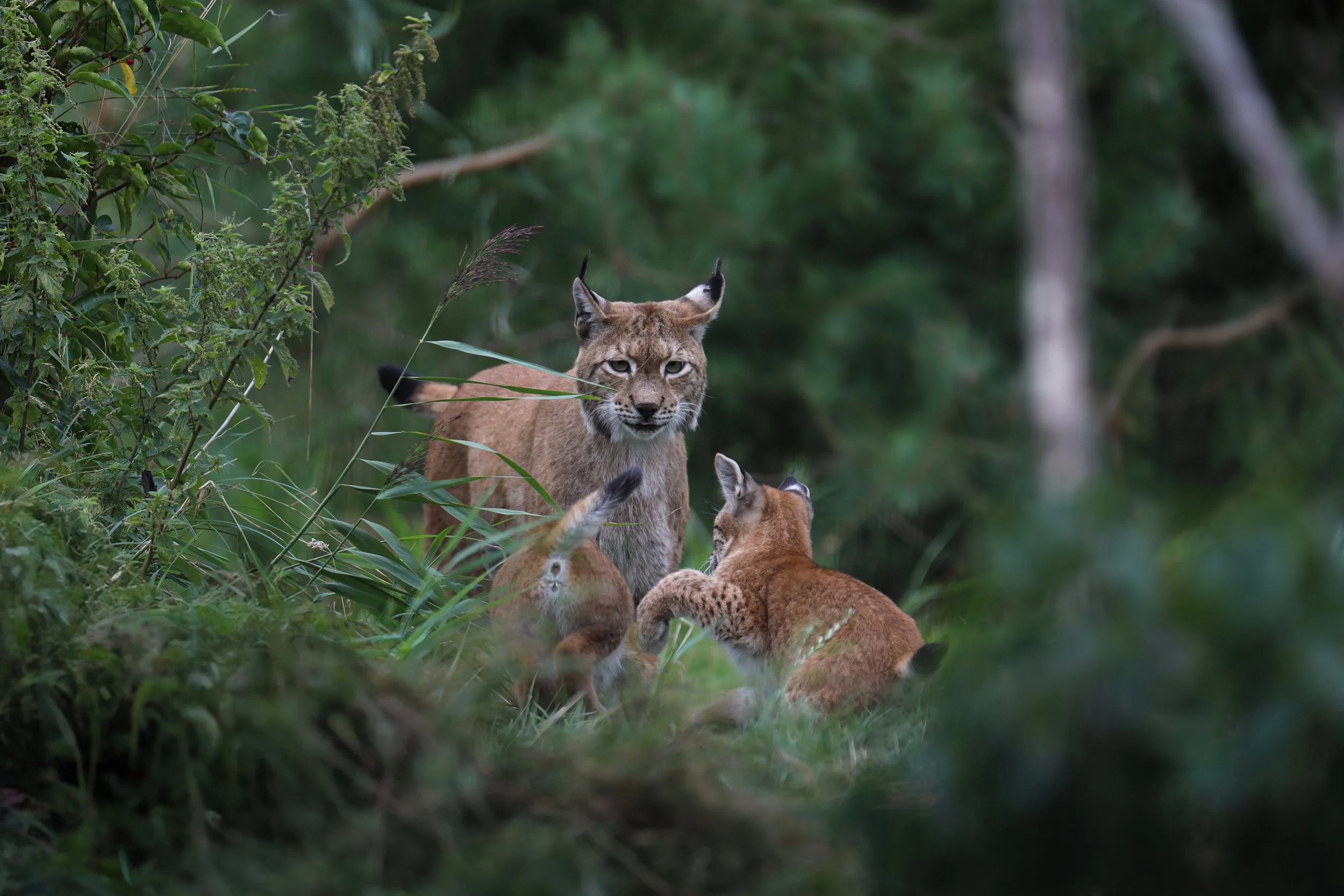 Wildlife photography