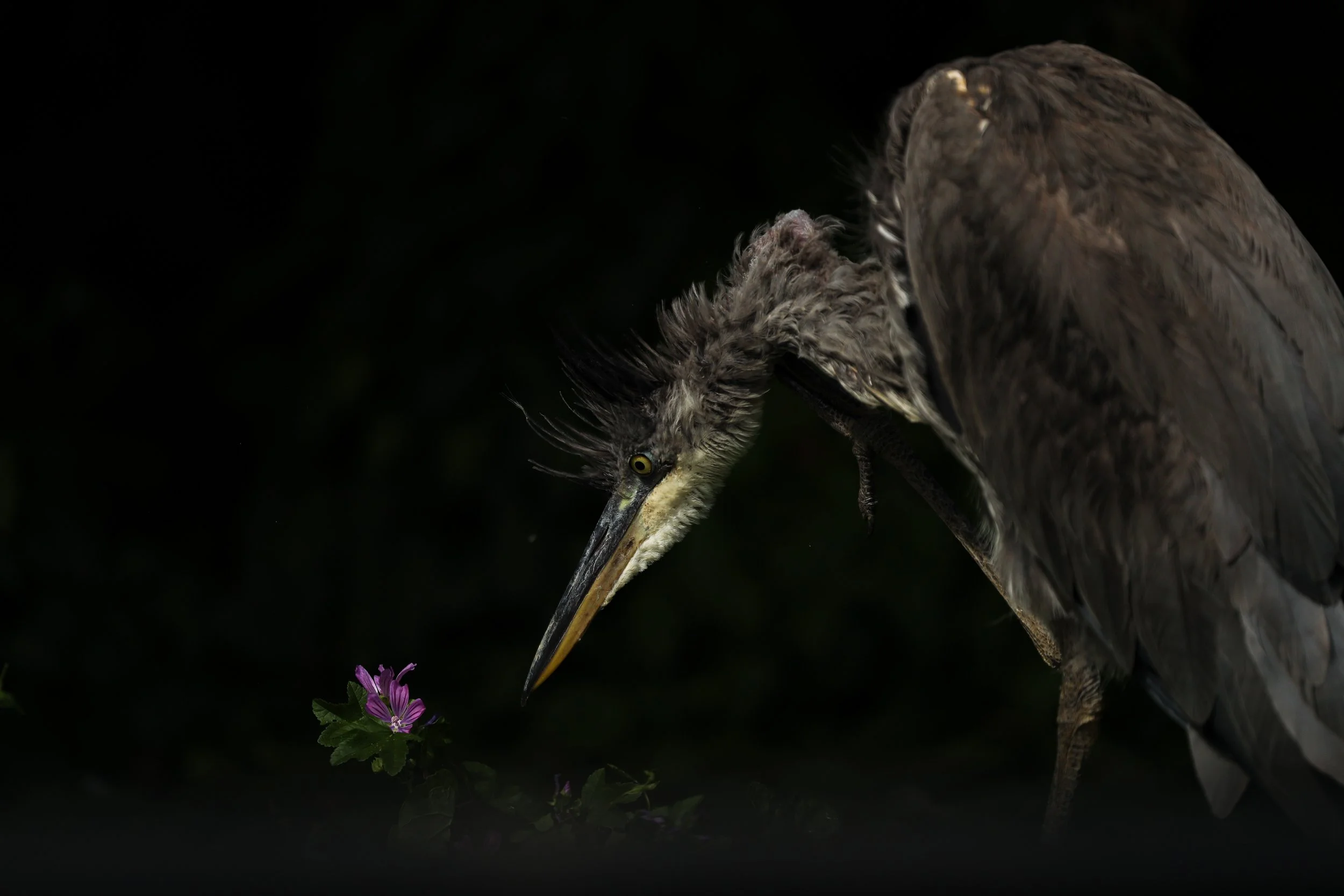 Wildlife photography