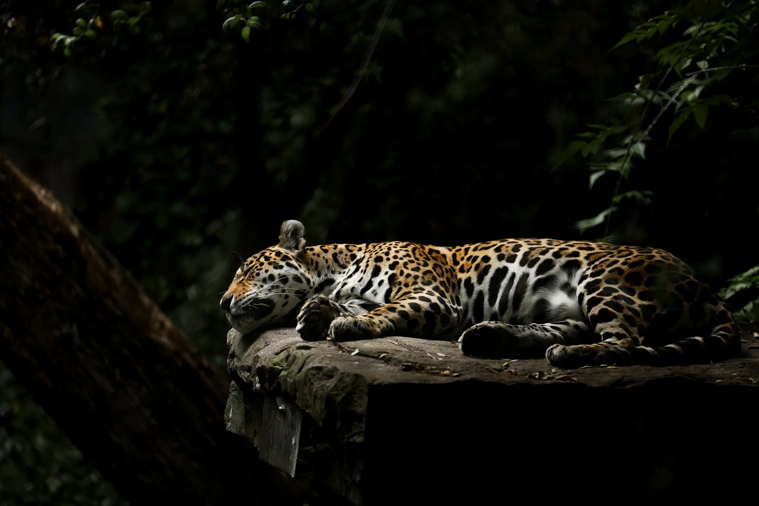 Wildlife photography